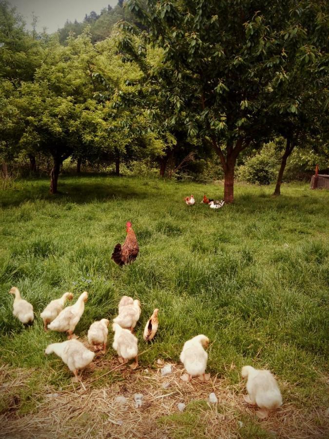 Agroturystyka U Babci Czchow ภายนอก รูปภาพ