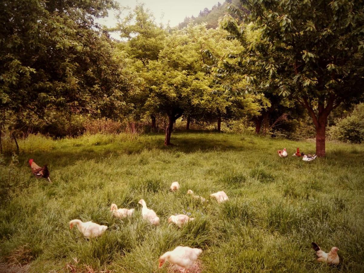 Agroturystyka U Babci Czchow ภายนอก รูปภาพ