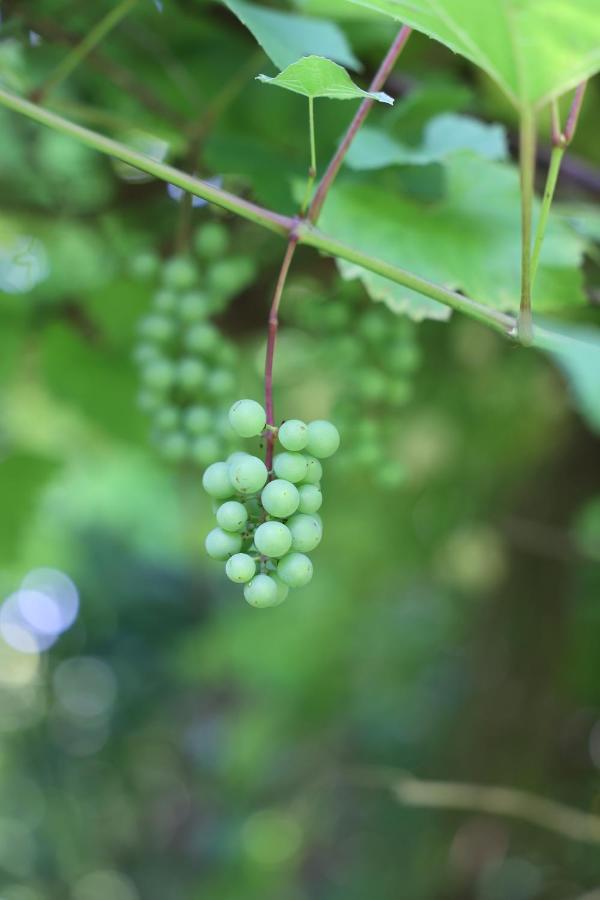 Agroturystyka U Babci Czchow ภายนอก รูปภาพ