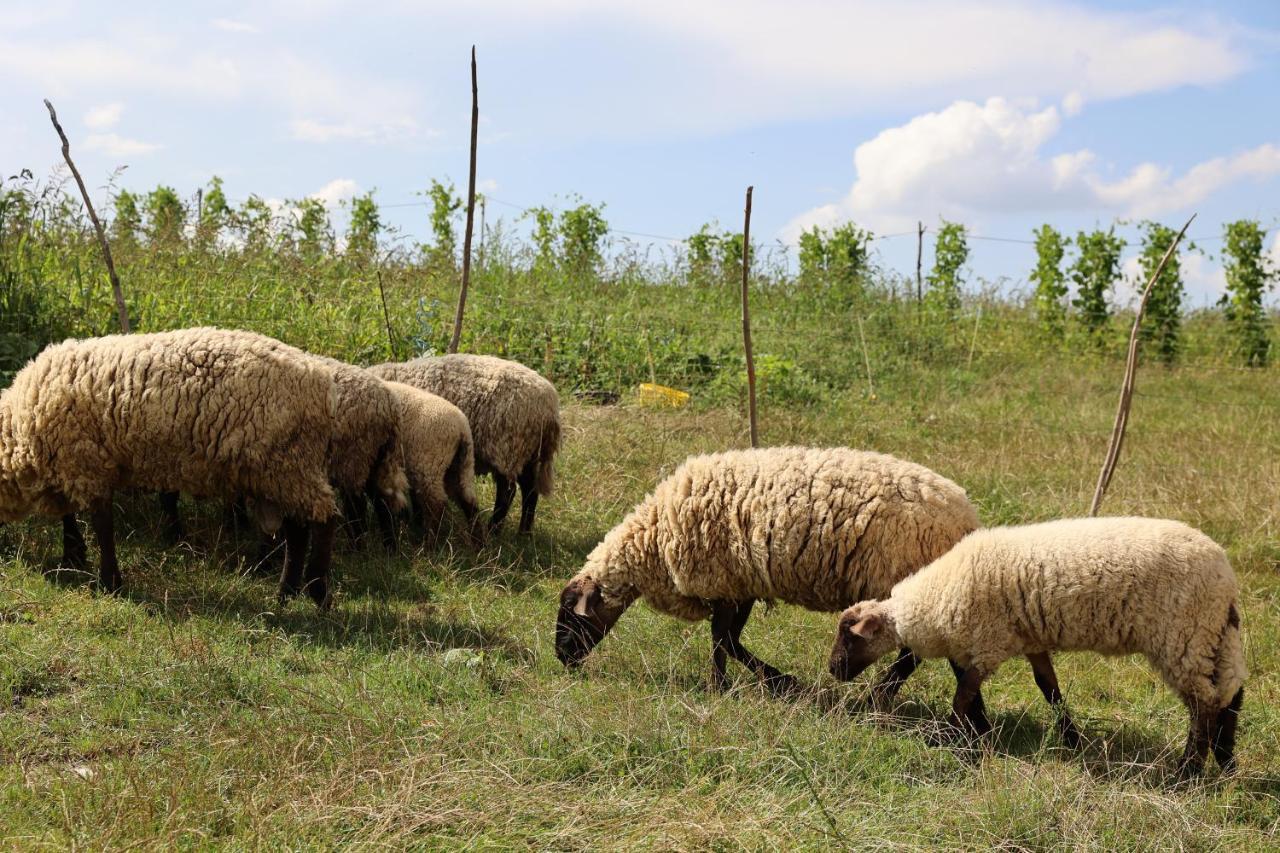Agroturystyka U Babci Czchow ภายนอก รูปภาพ