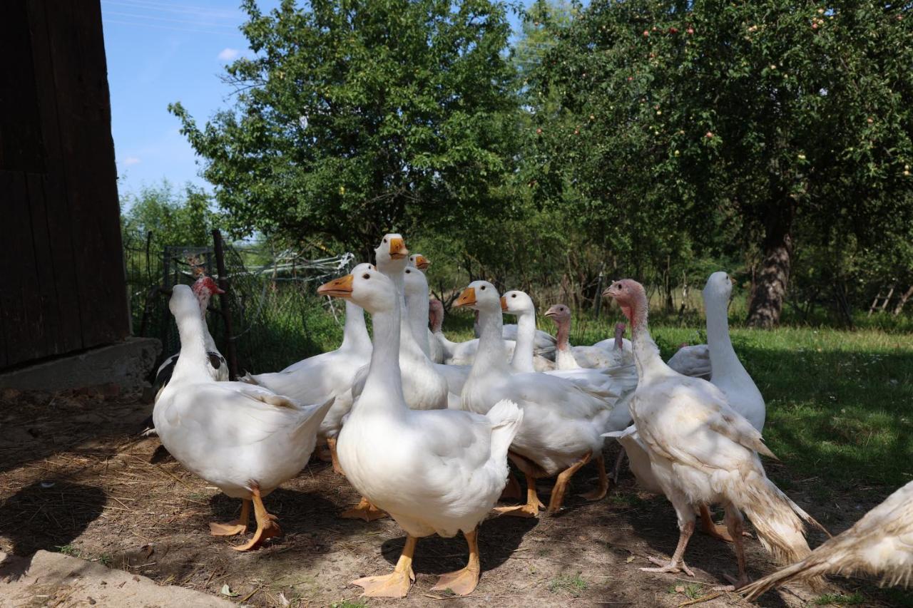 Agroturystyka U Babci Czchow ภายนอก รูปภาพ